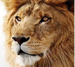 Direct Download Mac OS X Lion Update 10.7.3 (Server and Server Combo)